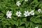 Spring wild flowers - wood anemone, windflower (Anemone nemorosa