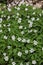 Spring wild flowers - wood anemone, windflower (Anemone nemorosa