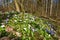 Spring wild garden with white wood anemone (Anemonoides nemorosa)