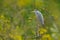 Spring in the wild nature, bird on the green tree. Grey heron sitting on the green branch, hidden in the vegetation.