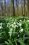 Spring wild snowdrop flowers Galanthus nivalis blooming in the forest near Dobrin in a sunny day, Czech Republic.