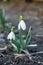 Spring wild snowdrop, upright. White flower