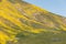 Spring wildflower explosion and bloom near Carrizo Plain National Monument