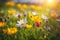 Spring wildflower field in beautiful sunlight. flowers and grass in a countryside at sunset time