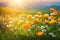 Spring wildflower field in beautiful sunlight. flowers and grass in a countryside at sunset time