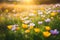 Spring wildflower field in beautiful sunlight. flowers and grass in a countryside at sunset time