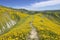 Spring Wildflower in Temblor Range