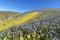 Spring Wildflower in Temblor Range