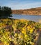 Spring Wildflowers Banks Lake Devil`s Punch Bowl Eastern Washington