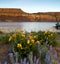 Spring Wildflowers Banks Lake Devil`s Punch Bowl Eastern Washington