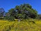 Spring wildflowers blooming