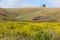 Spring wildflowers, California Coast Range