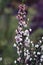Spring Wildflowers: Erica lusitanica