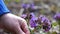 Spring wildflowers. girl`s hand close-up tears flower