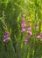 Spring wildflowers Gladiolus italicus in the meadow and mountains of the Greek island of Evia