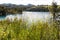 Spring Wildflowers at Lake Jennings in Lakeside, California