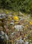 Spring wildflowers in the meadow and mountains of the Greek island of Evia