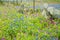 Spring Wildflowers in Texas Hill Country