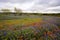 Spring Wildflowers in Texas Hill Country