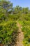 Spring wildflowers, trees, footpath, western slopes of Mount Carmel, Haifa