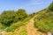 Spring wildflowers, trees, footpath, western slopes of Mount Carmel, Haifa