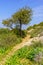 Spring wildflowers, trees, footpath, western slopes of Mount Carmel, Haifa