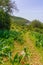 Spring wildflowers, trees, footpath, western slopes of Mount Carmel, Haifa