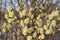 Spring willow branches with blooming yellow buds