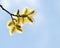 Spring willow catkins branch in blossom