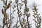 Spring willow catkins branch in blossom