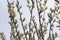 Spring willow catkins branch in blossom