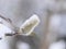 Spring willow flower on blue sky