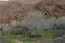 Spring willows and deformed rocky hills