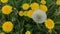 Spring. The wind swayed flowering dandelions in a meadow. One of them is in the form of a fluffy ball.