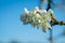 Spring withe flowers on branch. Plum tree