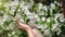 Spring woman hands touching gentle delicate apple tree white flower branch at sunny natural garden