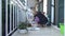 Spring. Woman plants scarlet flower by hands in pot on her balcony. The end of process. Watering by glass of water.