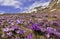 Spring wonderland with crocus vernus flowering in the italian mountain