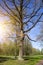 Spring wood. Trees with the first leaves and a tree with naked branches with kidneys in the foreground