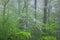Spring Woodland in Fog with Dogwood
