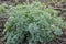 In the spring, wormwood grows in nature