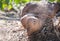 Spring Yam or Dioscorea esculenta growing on ground in the morning