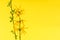 Spring yellow background with forsythia flowers