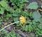 Spring yellow bright dandelion on a blurry green background