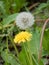 Spring yellow bright dandelion on a blurry green background