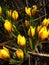 Spring.  Yellow crocuses with dark stripes