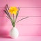 Spring Yellow Daffodil Flower with leaves in a light gray, modern pottery vase, all against a bright pink boards background.  It`