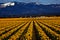 Spring Yellow Daffodil Row Flowers Skagit