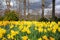Spring Yellow Daffodils Fred Hamilton Gardens Georgia