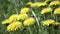 spring. yellow dandelions sway in the wind on a green lawn